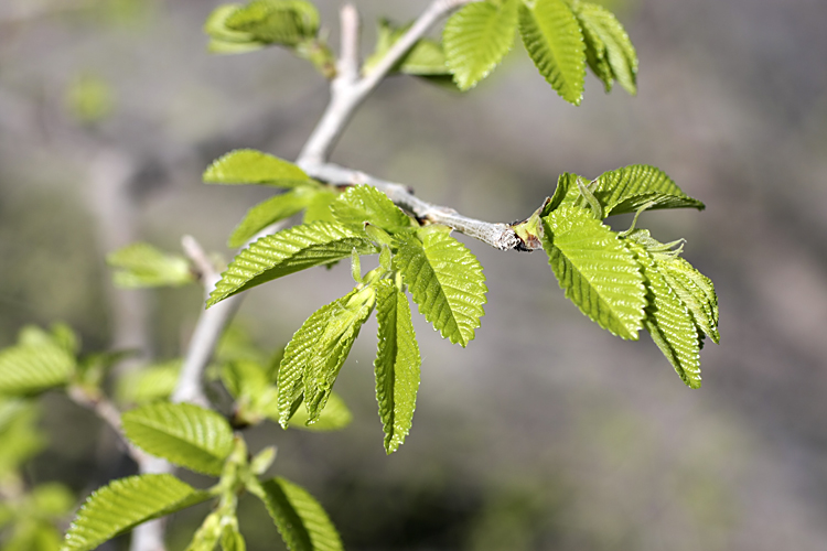 Изображение особи Ulmus pumila.