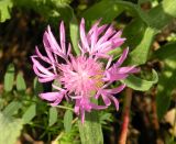 Centaurea trichocephala. Соцветие. Украина, Днепропетровская обл., с. Новогригоровка, балка бассейна р. Самоткань. 03.09.2011.