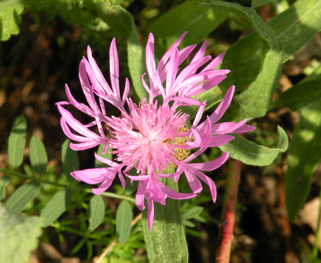 Изображение особи Centaurea trichocephala.