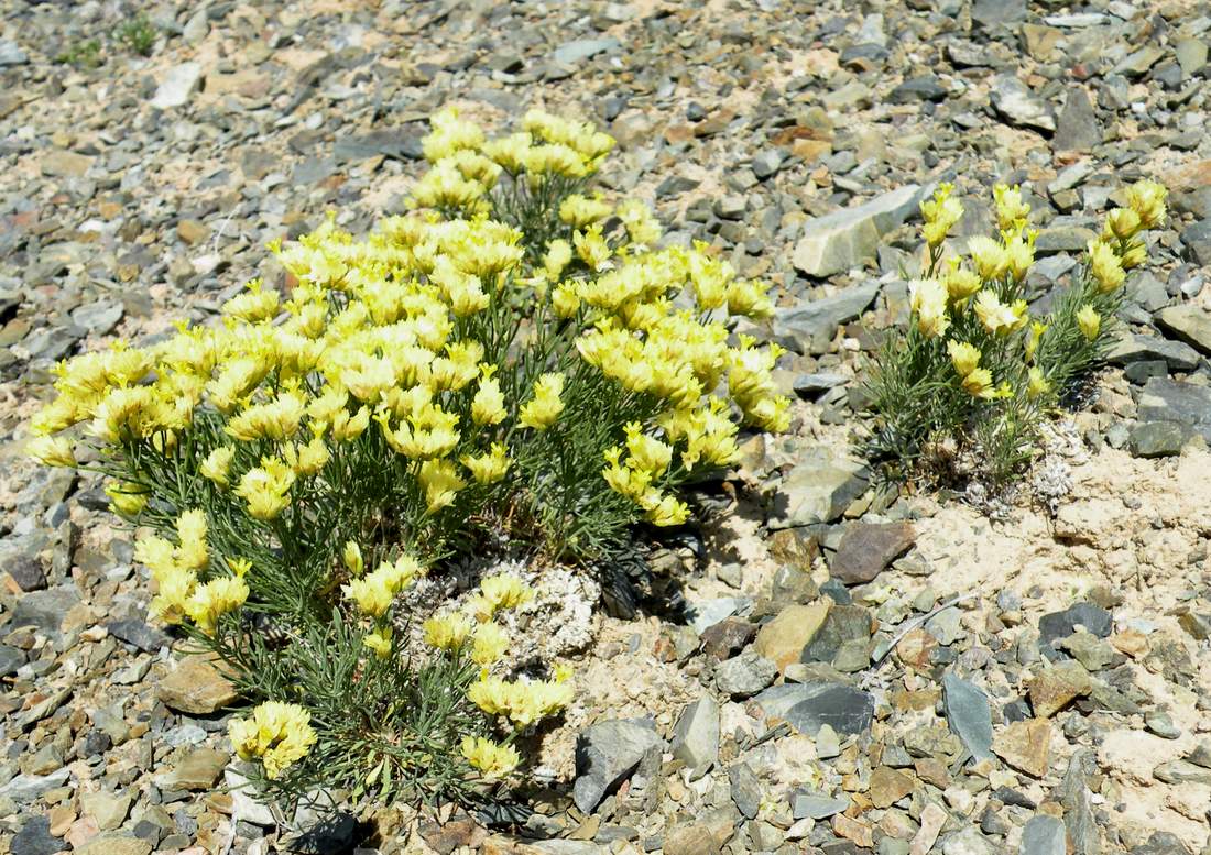 Изображение особи Limonium chrysocomum.