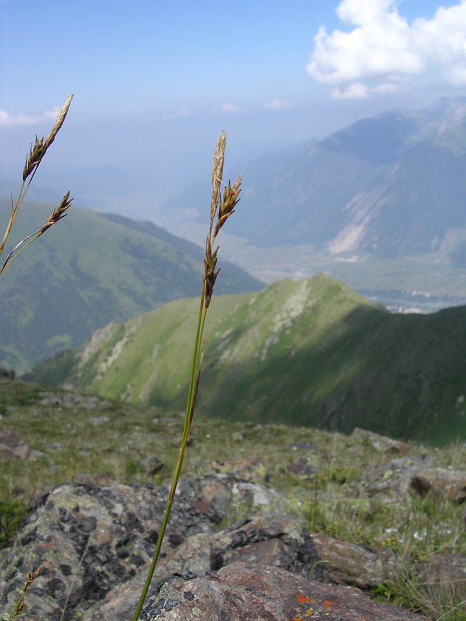 Изображение особи Carex tristis.