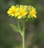 Potentilla longifolia