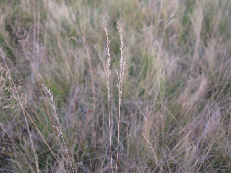 Image of Festuca ovina specimen.