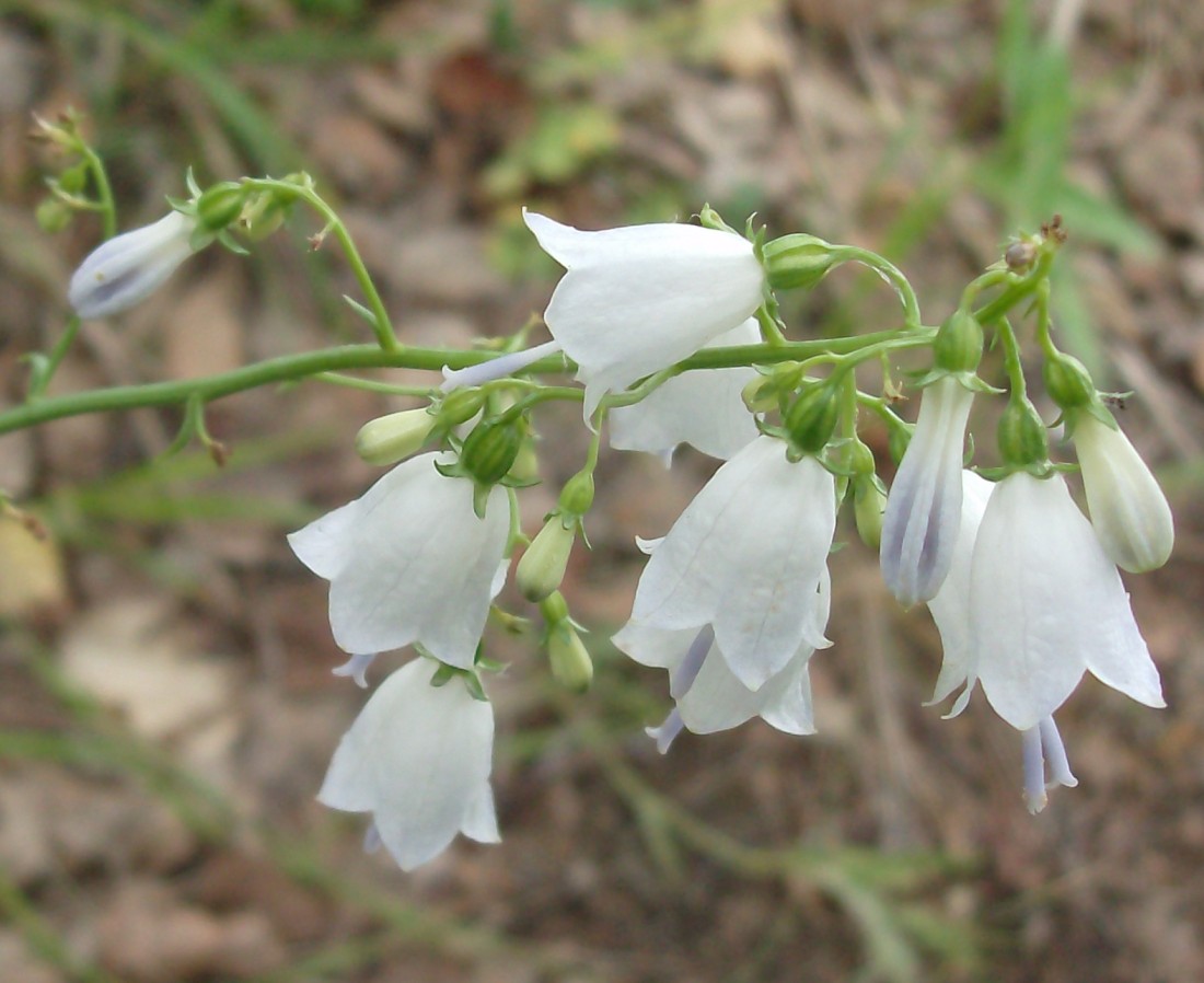 Image of Adenophora liliifolia specimen.