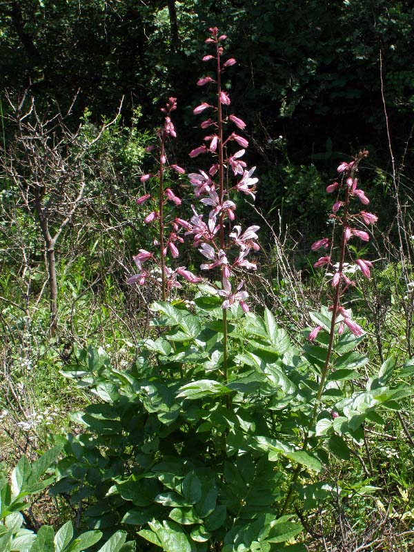 Изображение особи Dictamnus angustifolius.