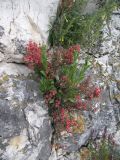 Ephedra procera