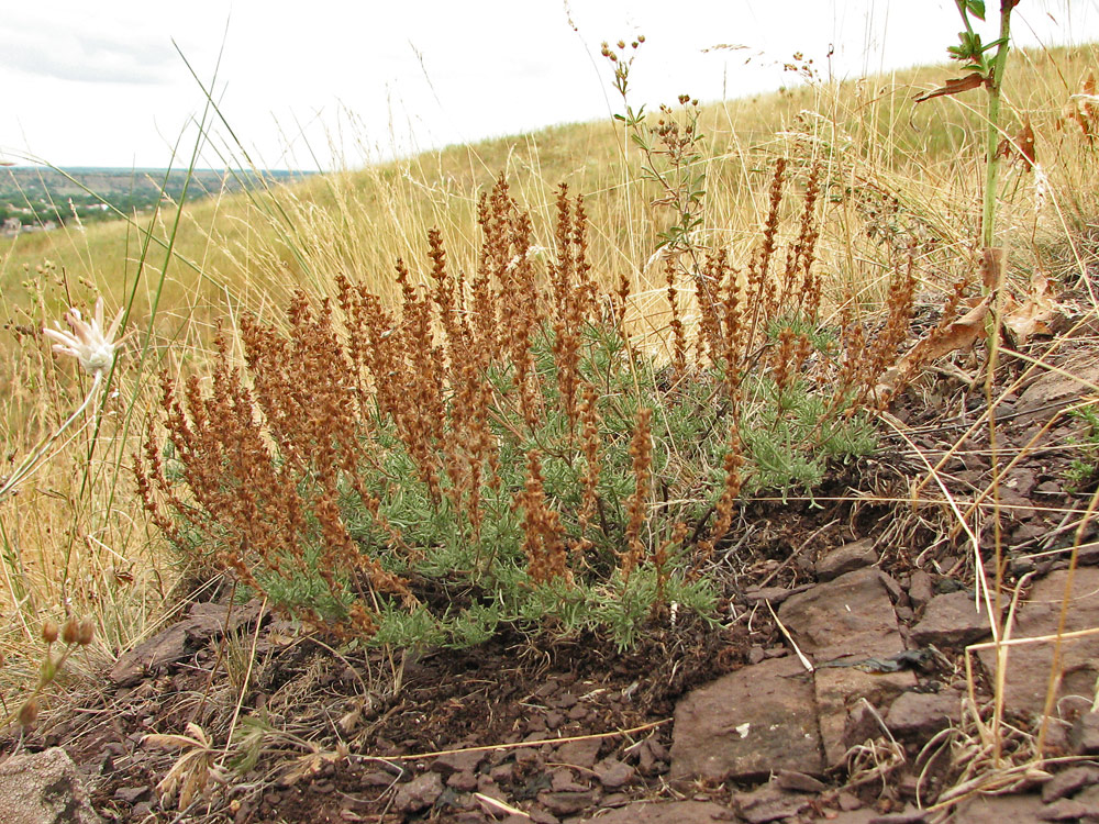 Image of Veronica capsellicarpa specimen.