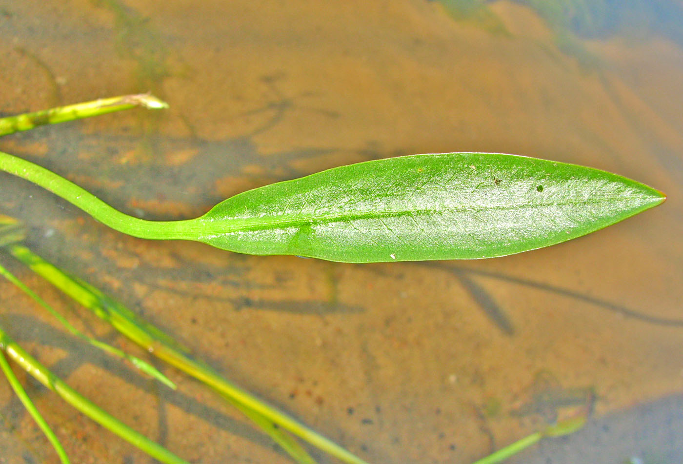 Image of Alisma gramineum specimen.