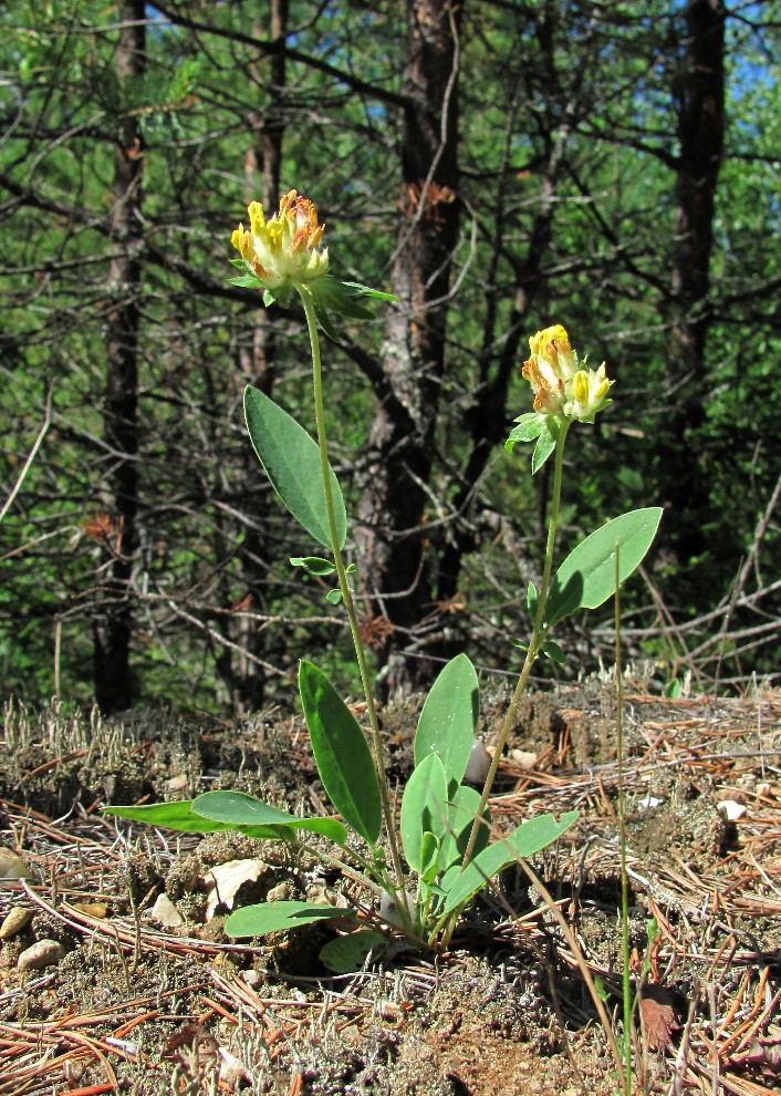 Изображение особи Anthyllis arenaria.