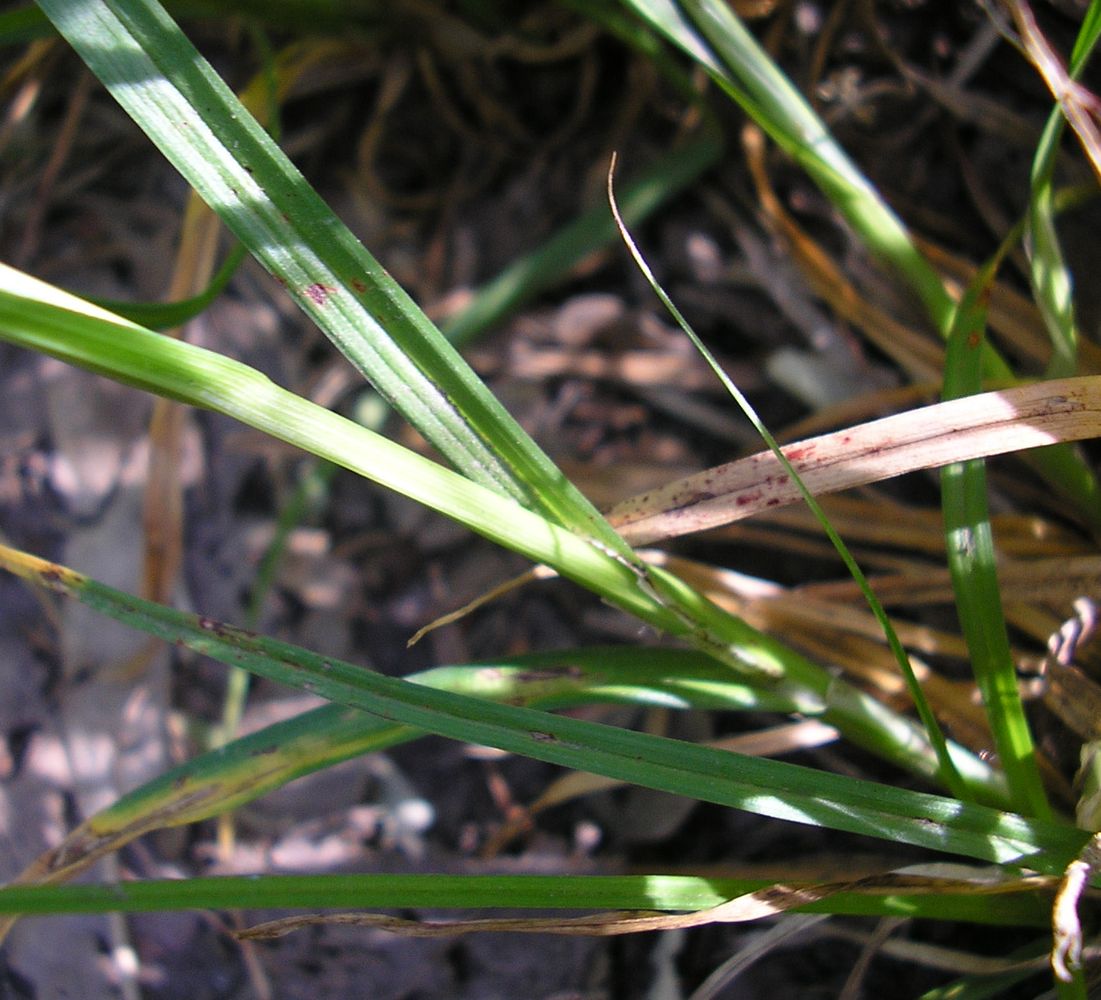 Изображение особи Carex spicata.