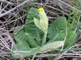 Primula veris