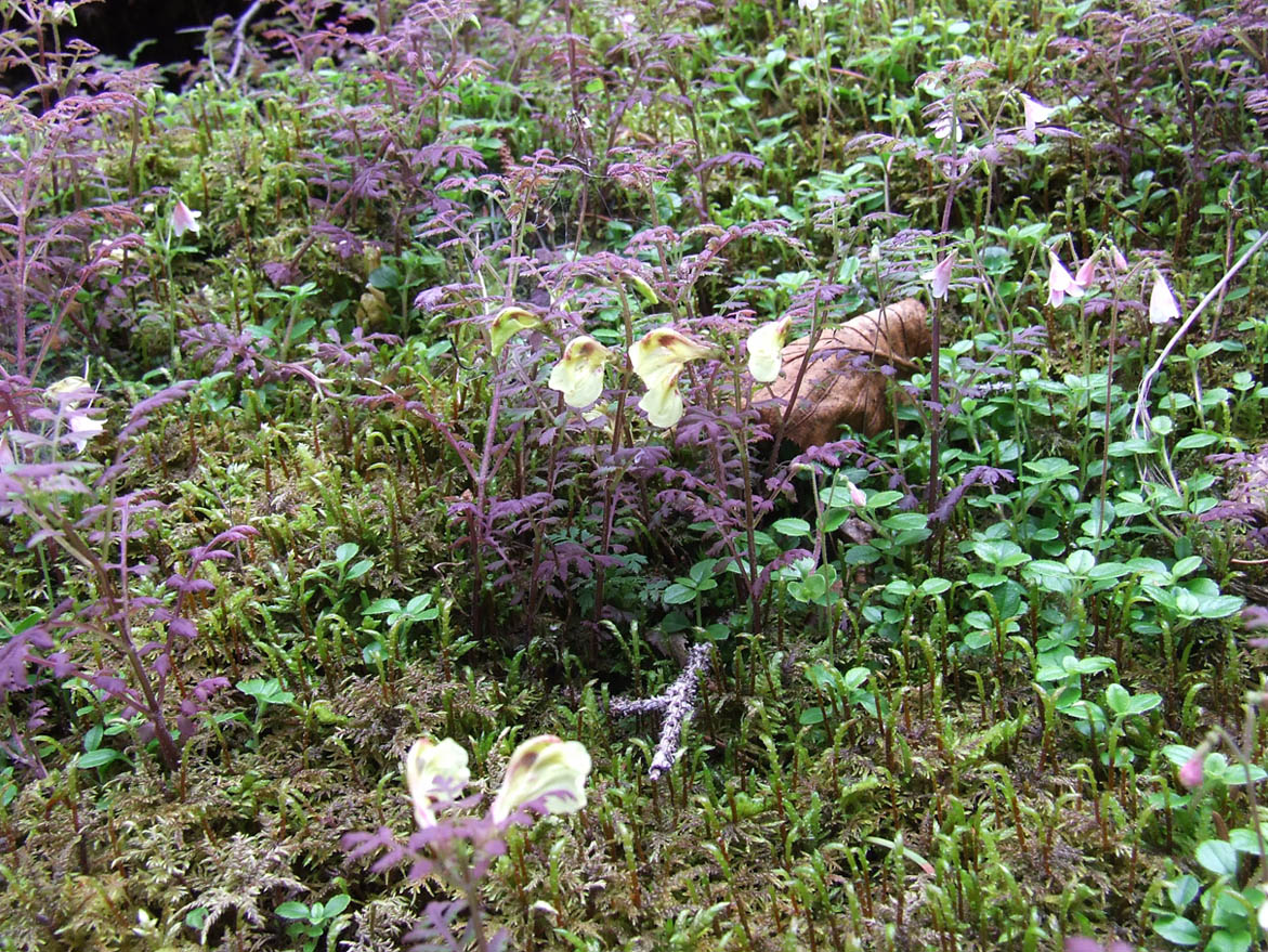 Image of Pedicularis kuznetzovii specimen.