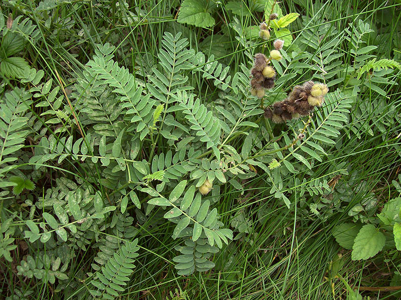 Изображение особи Astragalus cicer.