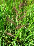 Echinochloa crus-galli. Соцветие. Астраханская обл., Красноярский р-н, окр. с. Шмагино, р, Шмагина, у воды. 13.08.2011.