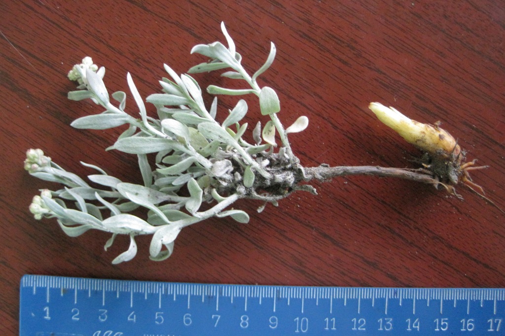 Image of Cladochaeta candidissima specimen.