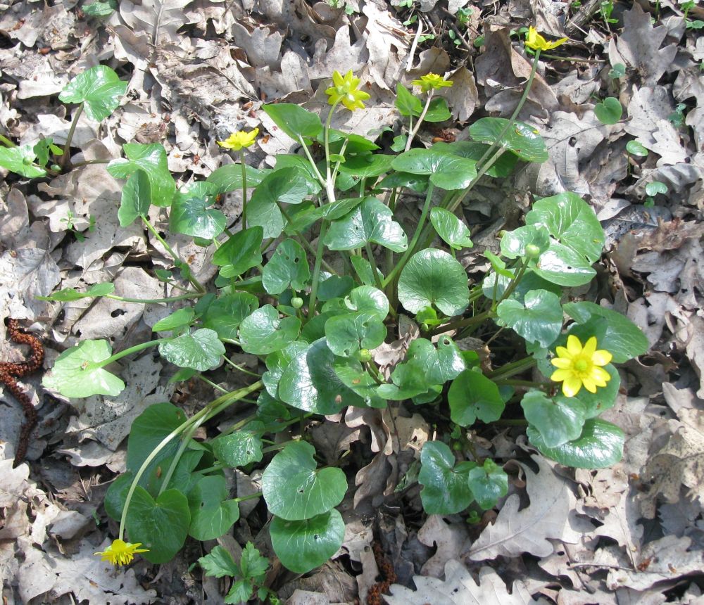 Image of Ficaria verna specimen.