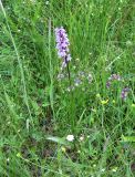 Dactylorhiza fuchsii. Цветущее растение. Украина, Ивано-Франковская обл., Надворнянский р-н, природный заповедник \"Горганы\", луг на территории усадьбы Горганского лесничества. 20 июня 2011 г.