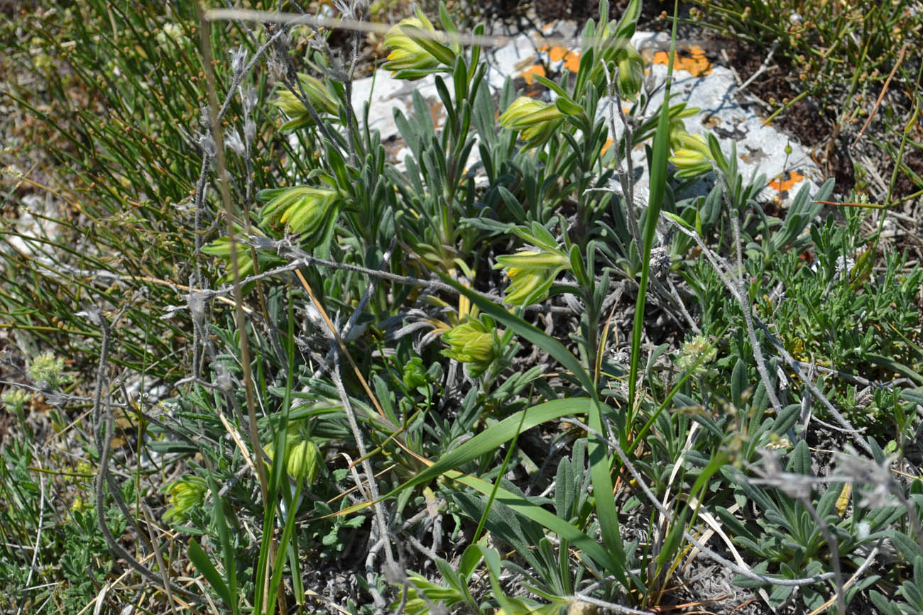 Image of Onosma taurica specimen.