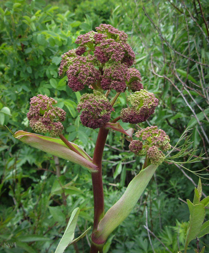 Image of Angelica sylvestris specimen.