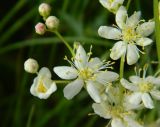 Filipendula vulgaris. Цветки и бутоны. Украина, Донецкая обл., Краснолиманский р-н, окр. пгт Ямполь. 24.05.2012.