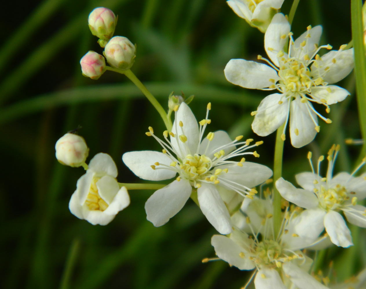 Image of Filipendula vulgaris specimen.