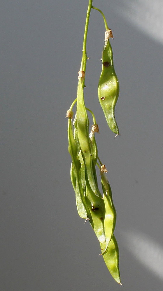 Image of Laburnum × watereri specimen.
