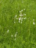 Eriophorum komarovii