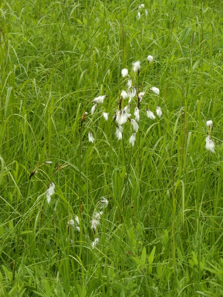 Image of Eriophorum komarovii specimen.