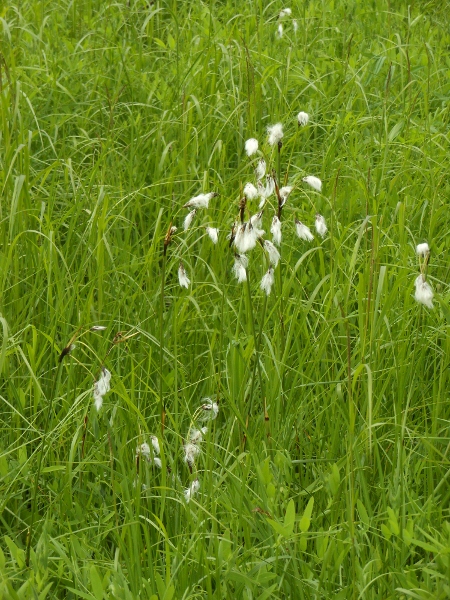 Изображение особи Eriophorum komarovii.