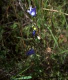 Campanula rotundifolia. Отцветающее соцветие. Курская обл., Железногорский р-н, с. Жидеевка, ур. Жидеевская дача. 18 июля 2007 г.