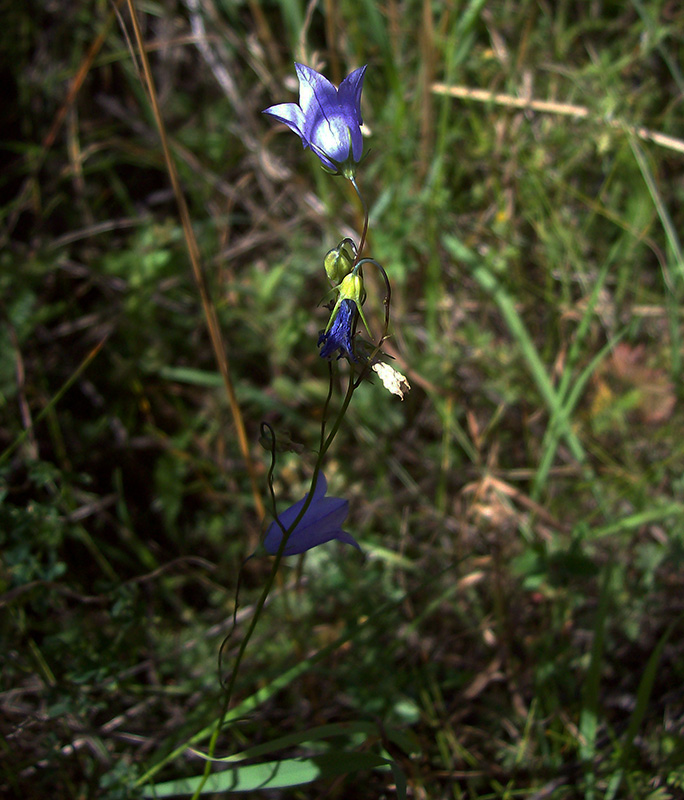 Изображение особи Campanula rotundifolia.