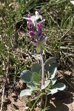 Corydalis ledebouriana. Цветущее растение. Южный Казахстан, горы Каракус. 03.04.2012.