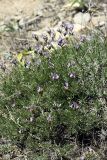 Astragalus falcigerus. Цветущее растение. Южный Казахстан, хр. Боролдайтау, гора Нурбай; 1200 м н.у.м. 23.04.2012.