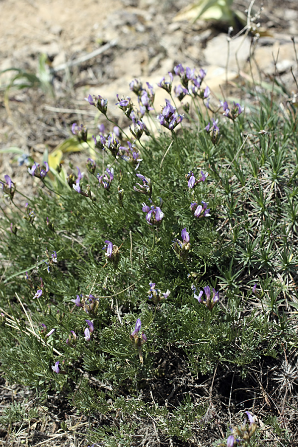 Image of Astragalus falcigerus specimen.