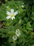 Cerastium nemorale