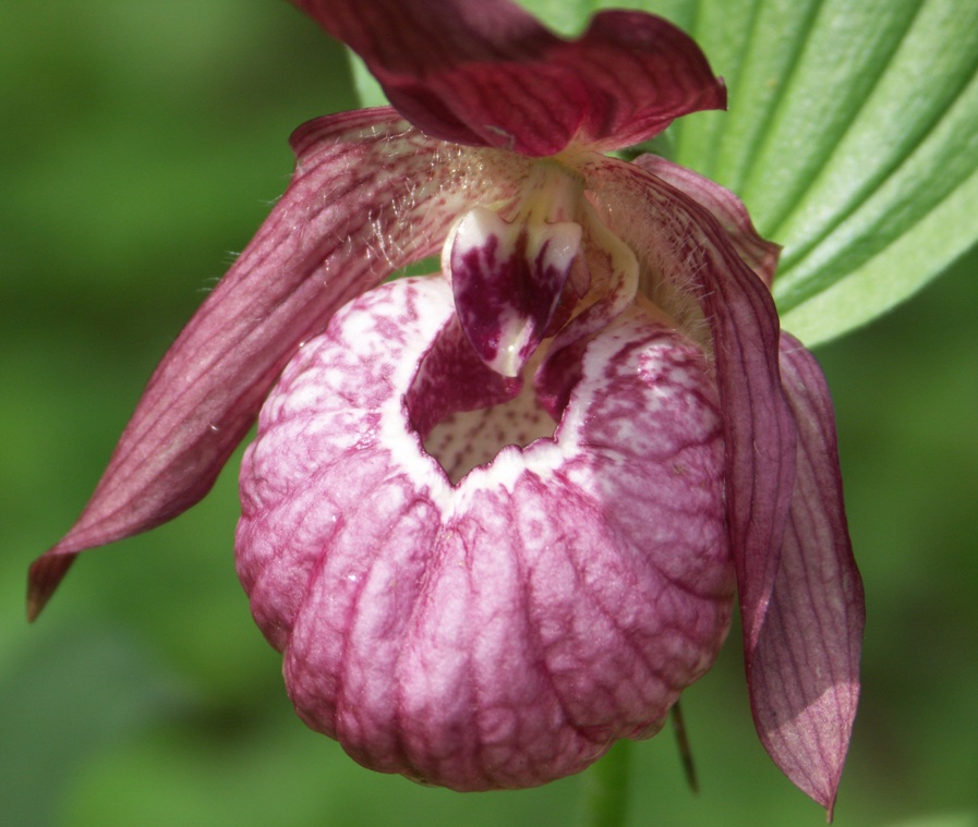 Изображение особи Cypripedium &times; ventricosum.