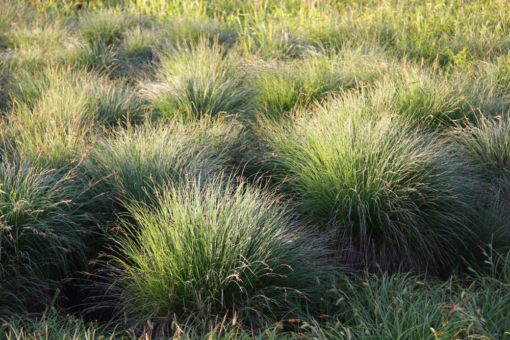 Изображение особи Carex cespitosa.