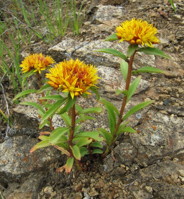 Изображение особи Aizopsis baicalensis.