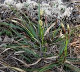 Carex ericetorum