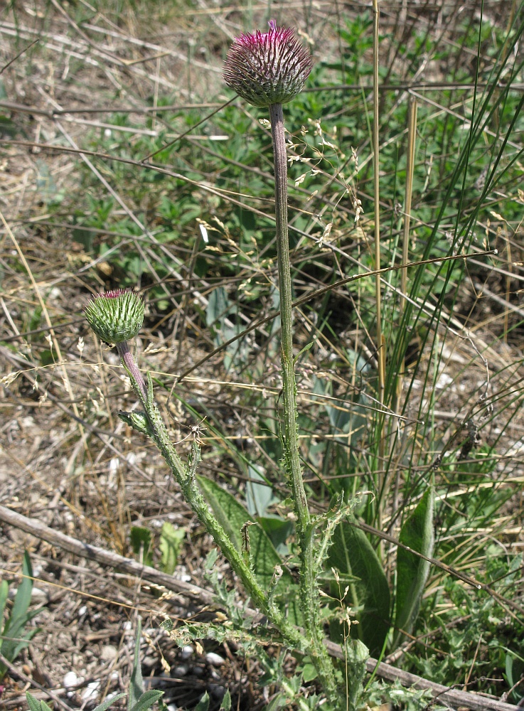 Image of Carduus hamulosus specimen.