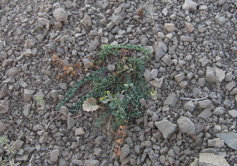 Image of Telephium orientale specimen.