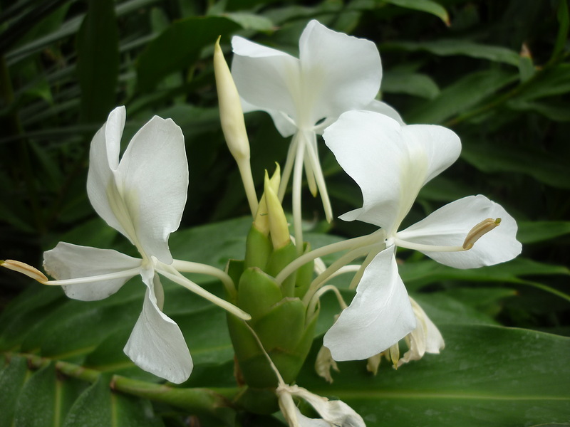 Изображение особи Hedychium coronarium.