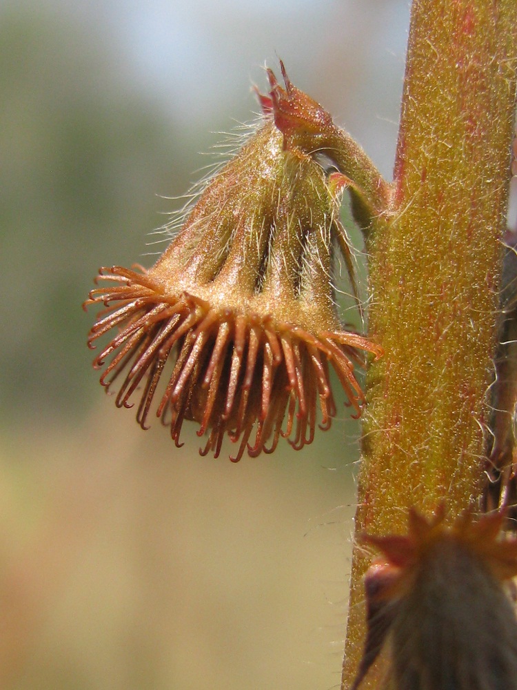 Image of Agrimonia eupatoria specimen.