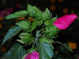 Hibiscus moscheutos