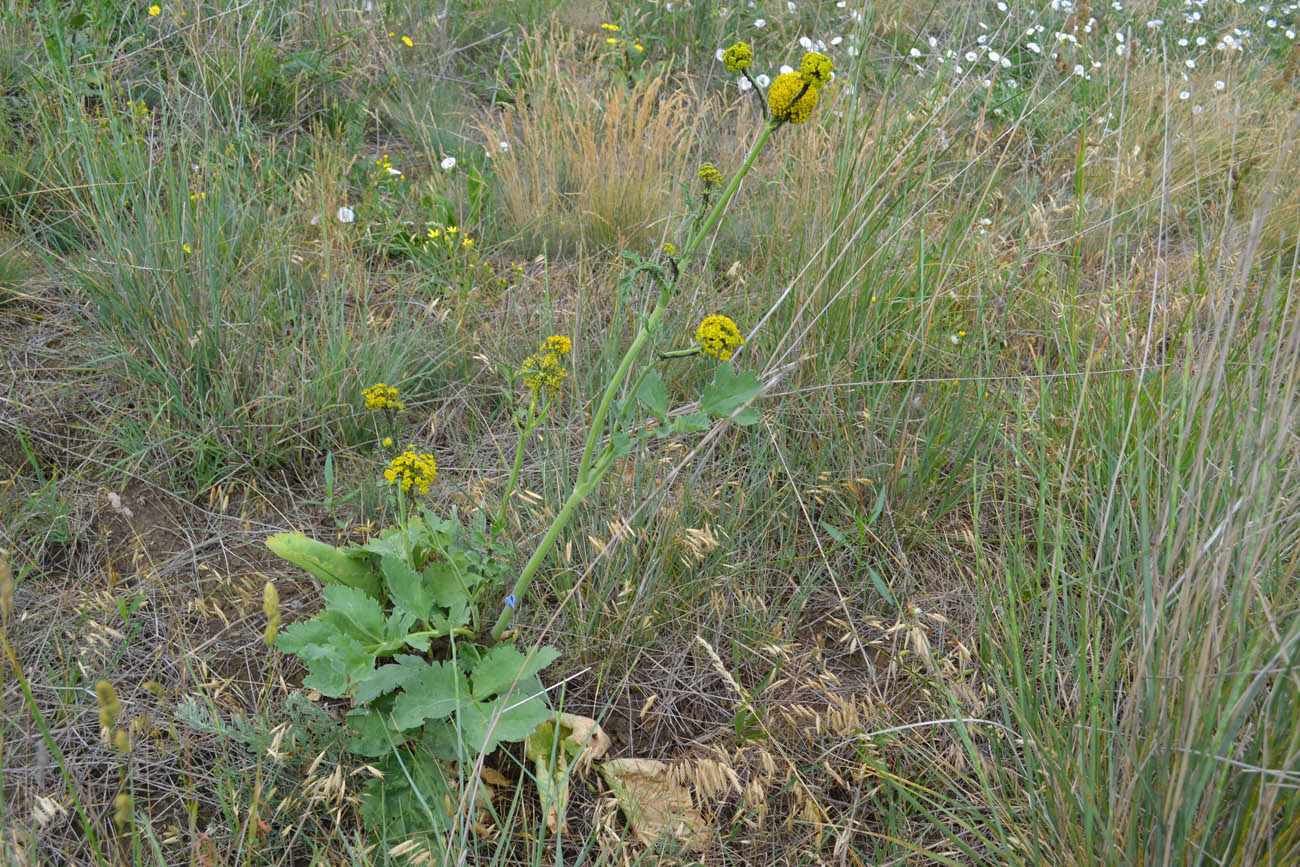 Изображение особи Pastinaca clausii.