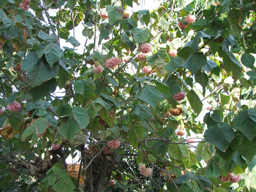 Изображение особи Dombeya &times; cayeuxii.