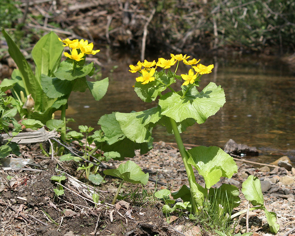 Изображение особи Caltha fistulosa.