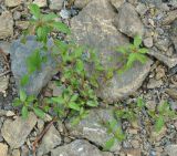 Acalypha australis. Цветущее растение. Хабаровск, на берегу Амура. 26.07.2012.