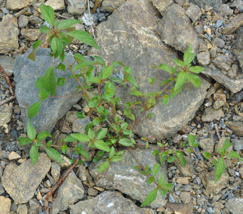 Изображение особи Acalypha australis.