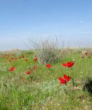 Deverra tortuosa. Цветущее растение (в центре); на переднем и заднем планах - Anemone coronaria (с красными цветками). Израиль, западный Негев, заповедник Бэри. 21.02.2013.